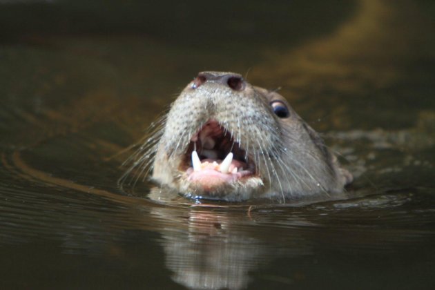 giant otter in de braziliaanse amazone laat zijn tanden zien