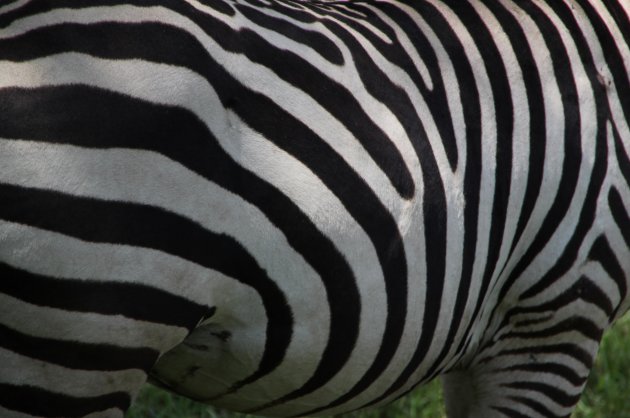 Witte zebra met zwarte strepen of zwarte zebra met witte strepen