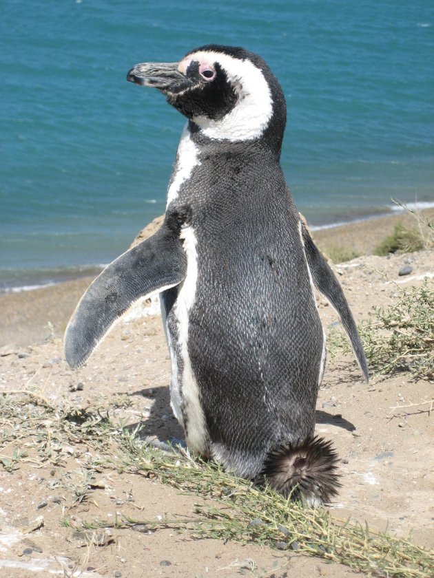 Pinguins in Argentinie