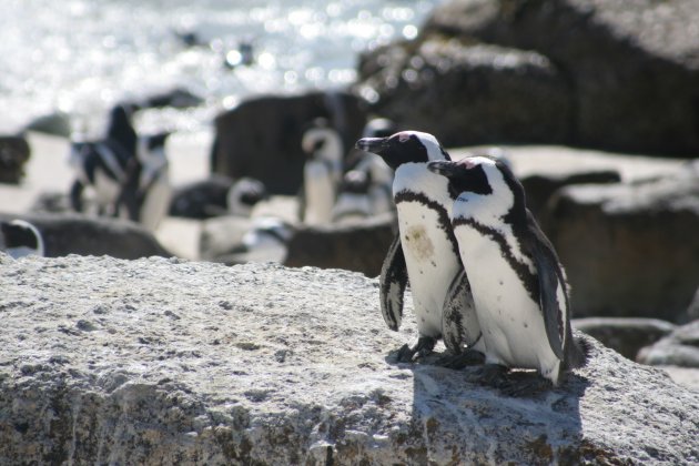 Pinguings enjoying the sun at Foxy beach