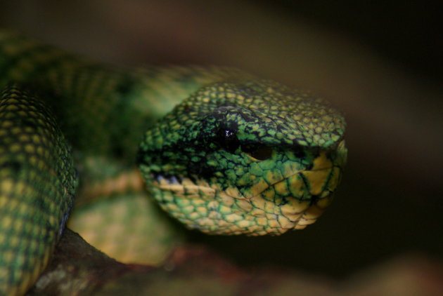 Kleurrijke slang