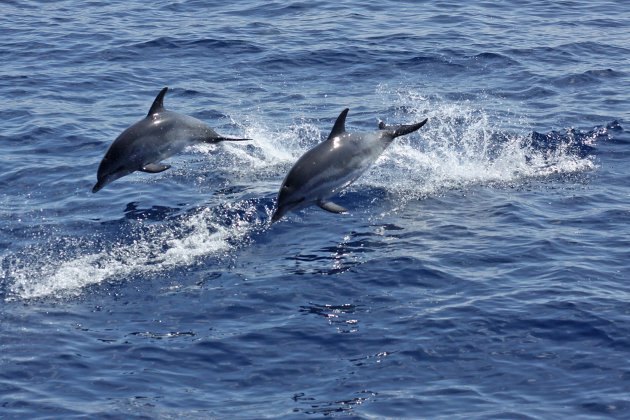 Dolfijnen bij Azoren