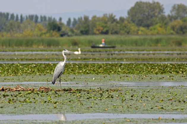 Reiger op het Tiszameer