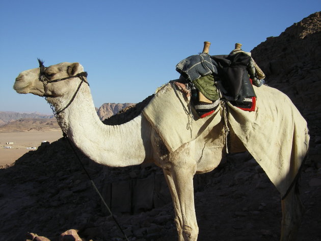 Sinaï woestijn