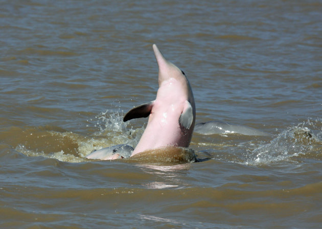 Roze dolfijnen