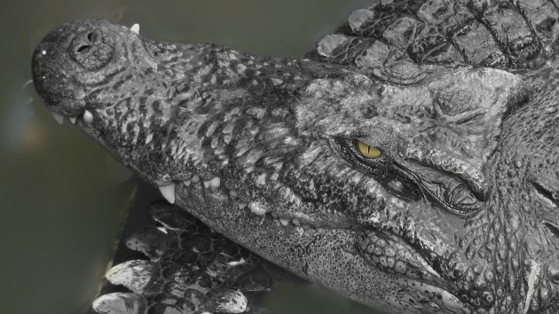 krokodil in de Mekong