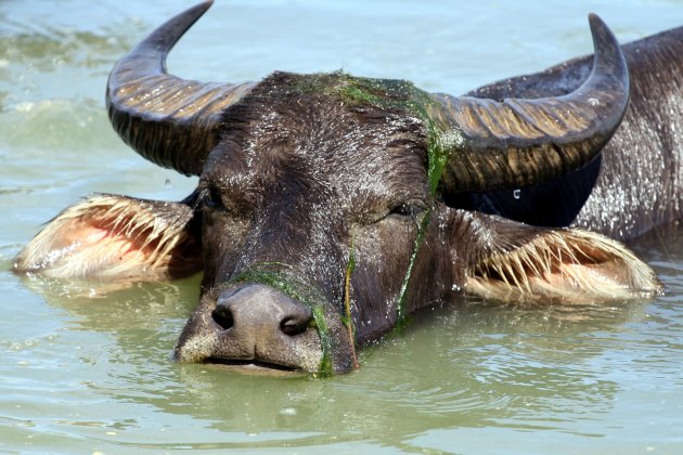 Badende buffel in Don Det