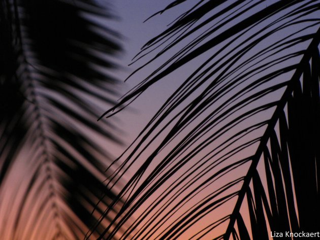 Zonsondergang onder palmbomen