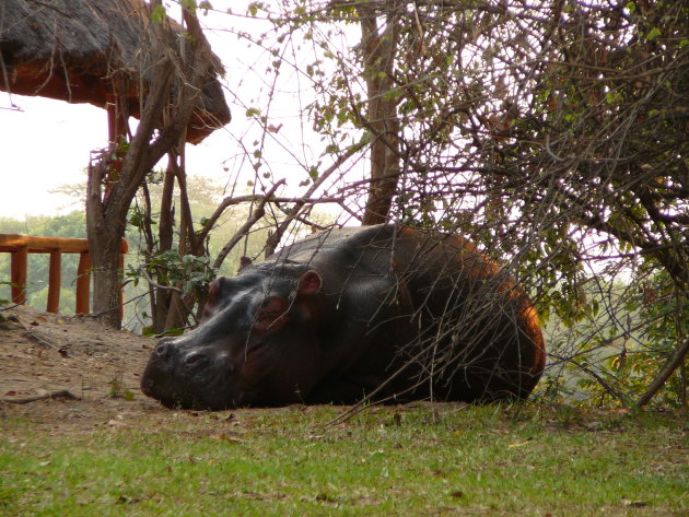 Een nijlpaard geniet van de laatste zon
