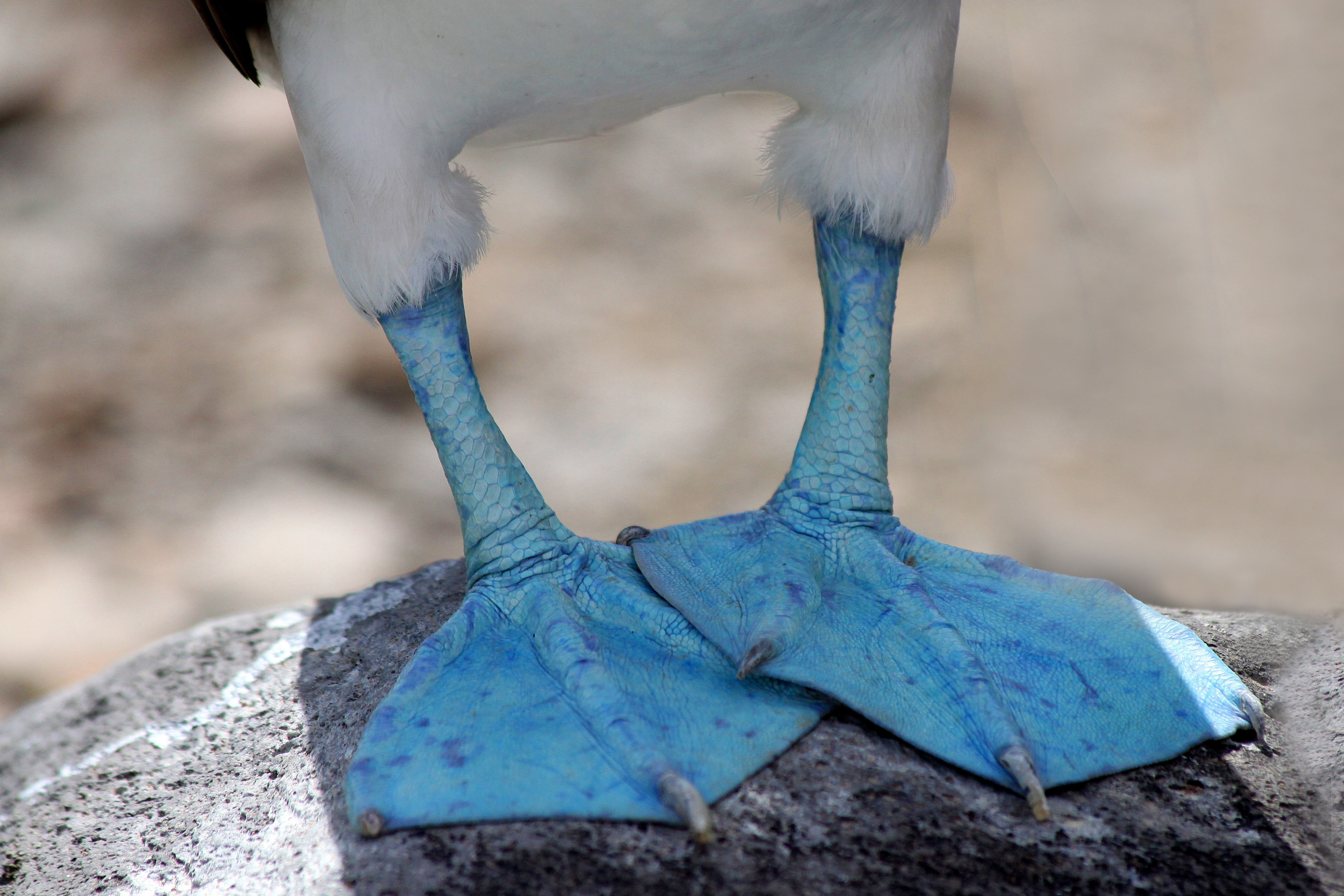 afgewerkt lengte voorzien Blauwe voeten in Galapagos eilanden | Columbus Travel