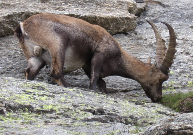 Aosta Steenbok