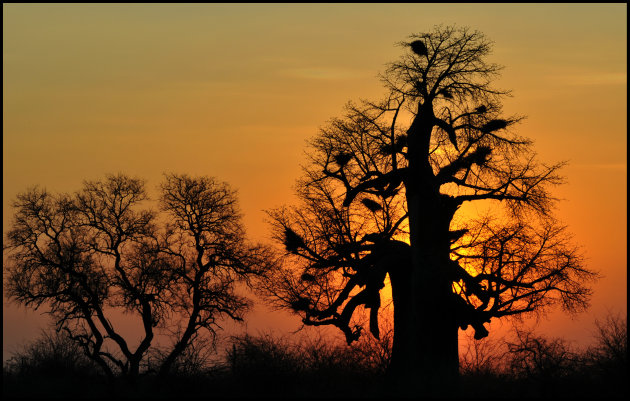 Baobabsilhouet zonsondergang