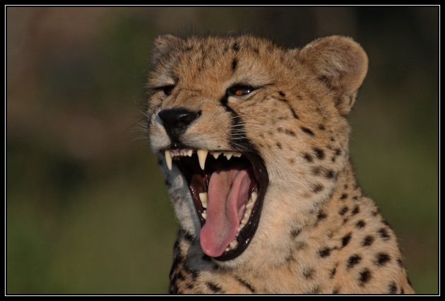 gaap cheetah