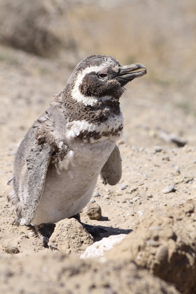 Baby pinguin verwisseld donzen verenkleed