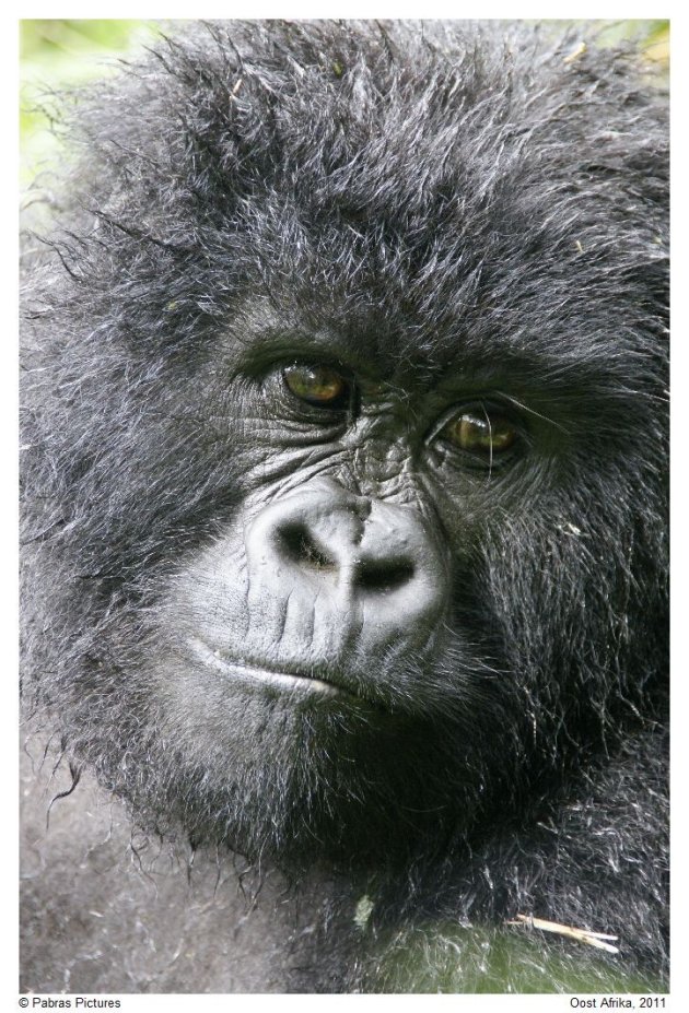 Gorilla Portret