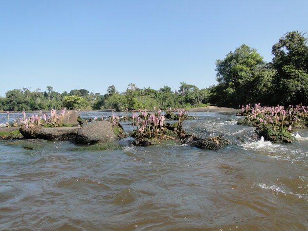 waterpanten in de suriname rivier