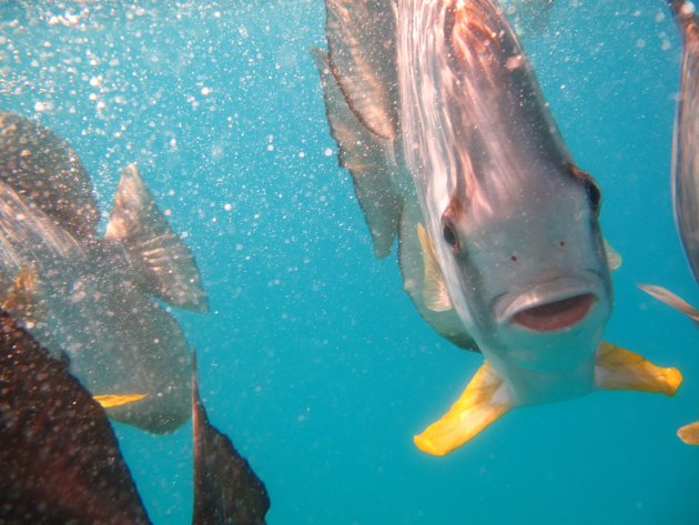 Vissen weten precies wanneer het afval van schepen over de reling gaat. 