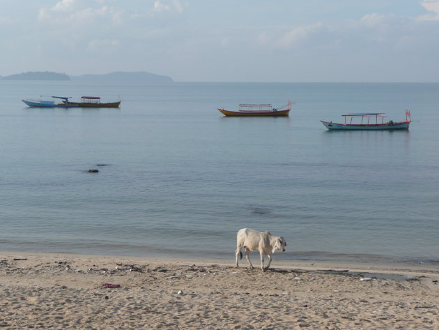 Een eenzame koe op het strand in Cambodja