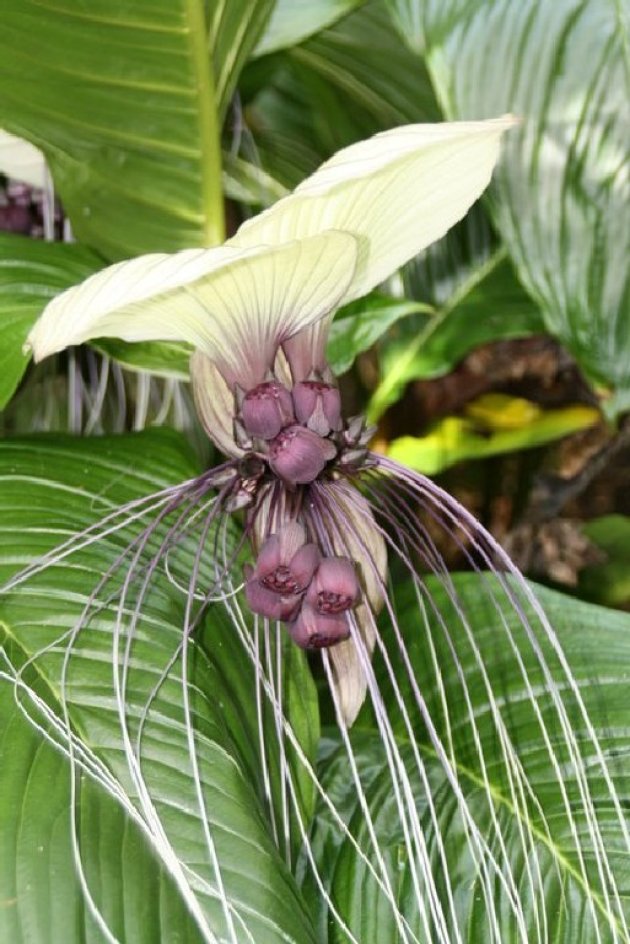 Bloem in  Botanical Gardens Cairns