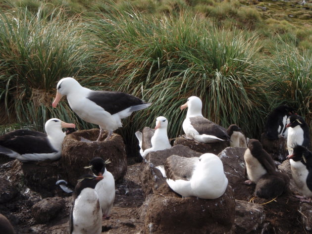 rockhoppers en albatrossen