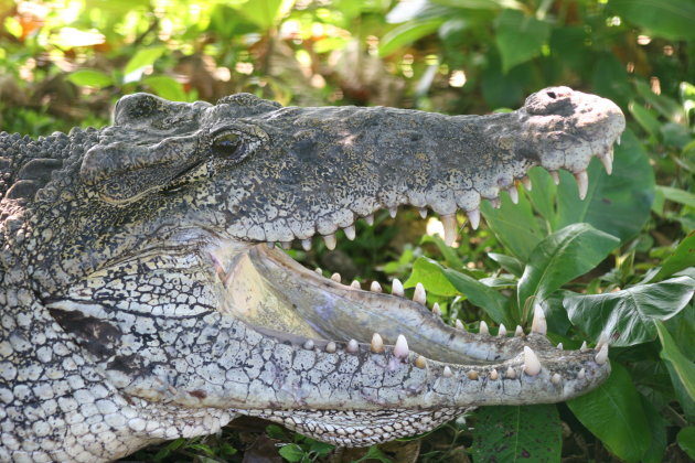 Zonnende krokodil met wijd open gesperde bek