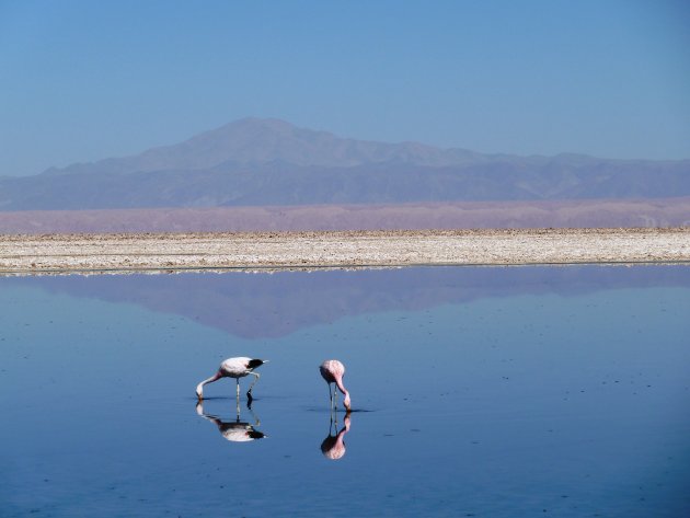 flamingo's in het hoge noorden van Chili