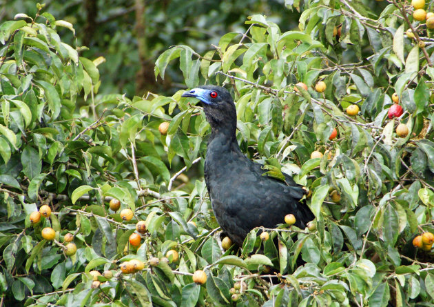 Black Guan in Monteverde