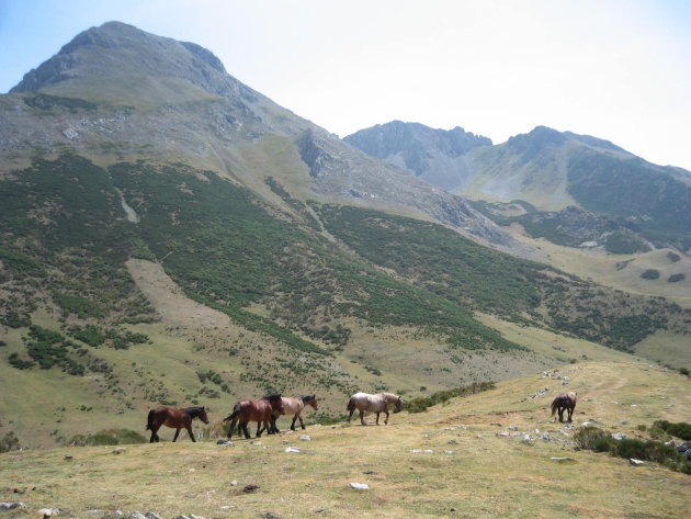 Paarden in de Picos