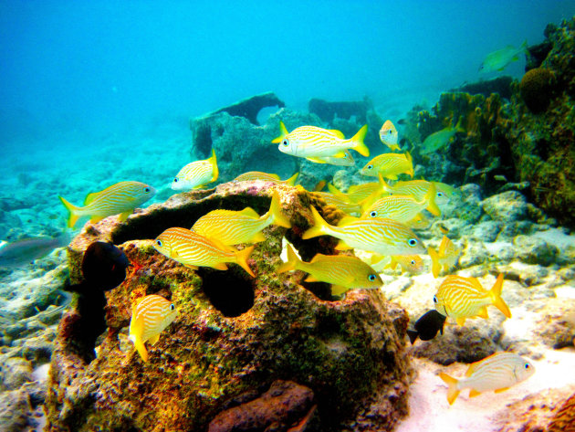 Tropische gele vissen