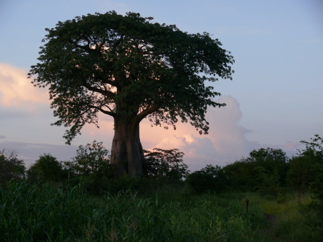 baobab.