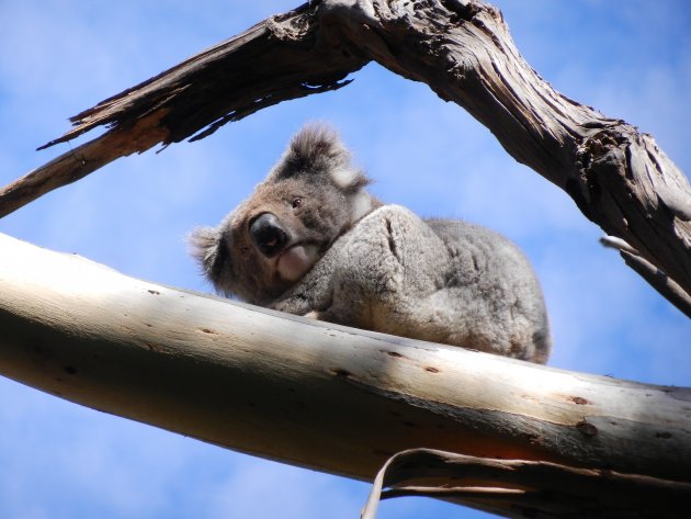 Koala rust op tak in Kennett River