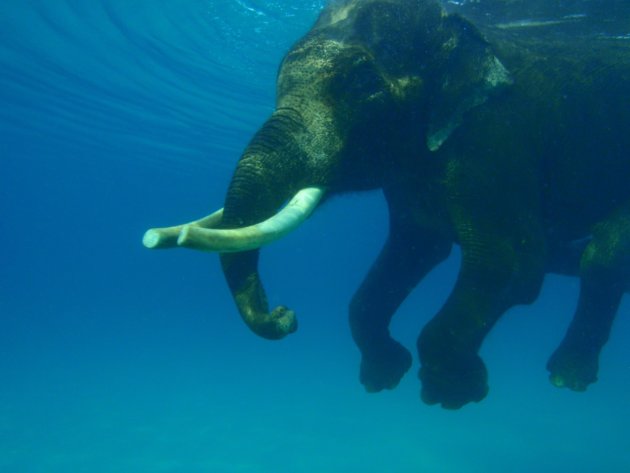Zwemmende olifant in de Bengalese zee