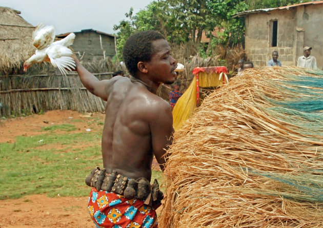 Kipverschijning in Benin