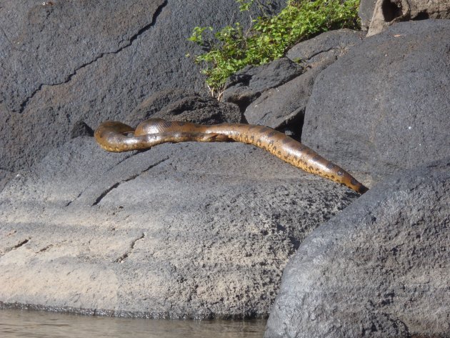 Anaconda bij Kabalebo rivier