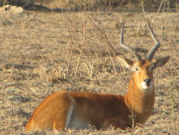 Antilope bok in Mole National Park