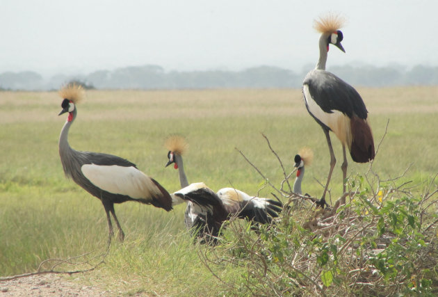 Kraanvogels in Amboseli