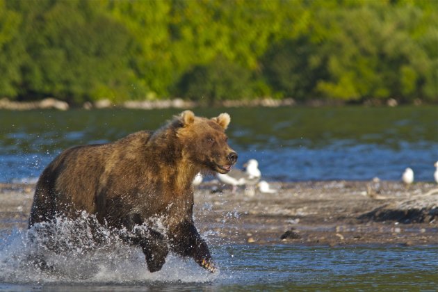 rennende beer op zalmjacht in kamstjatka