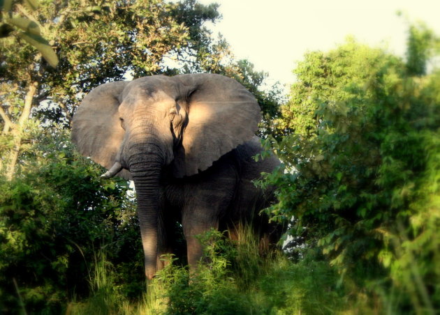 Best grote olifant  met 1 slagtand staat op een mierenheuvel