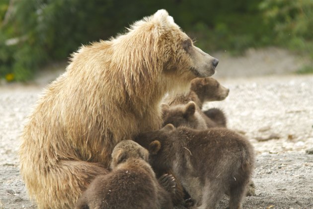 Moeder beer in kamtsjatka met jongen