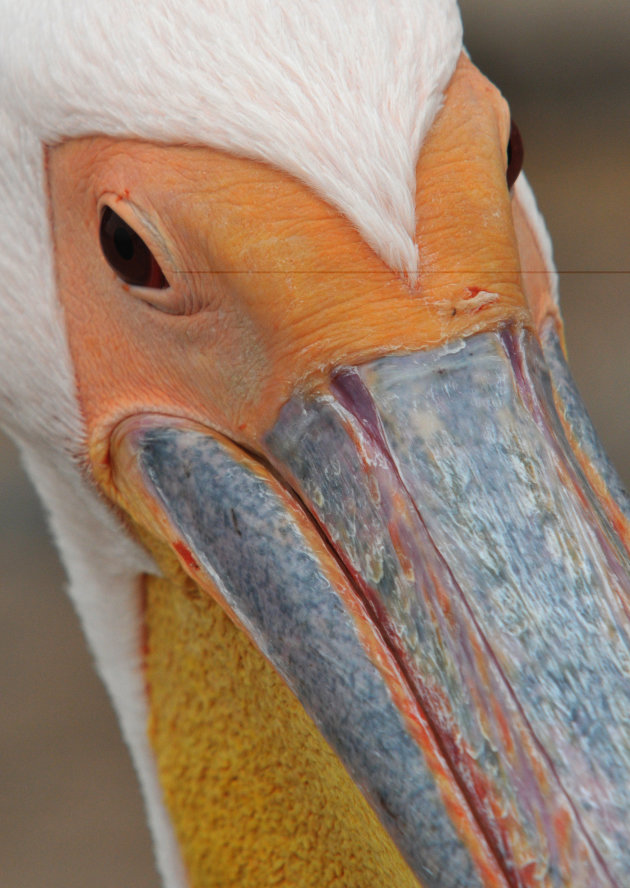 Pretty Close Pelican