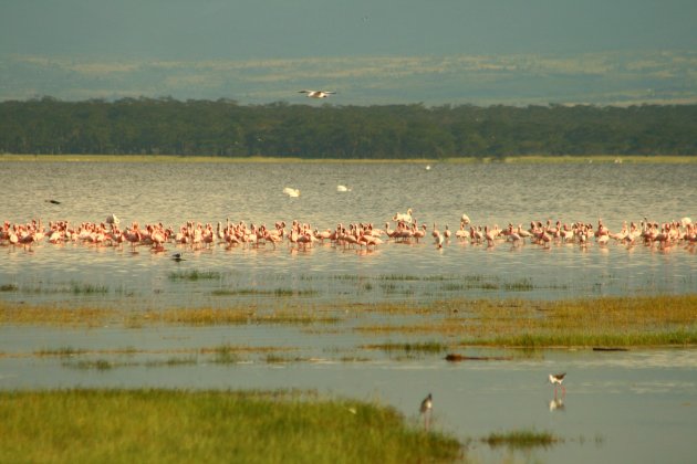 Flamingo-roze