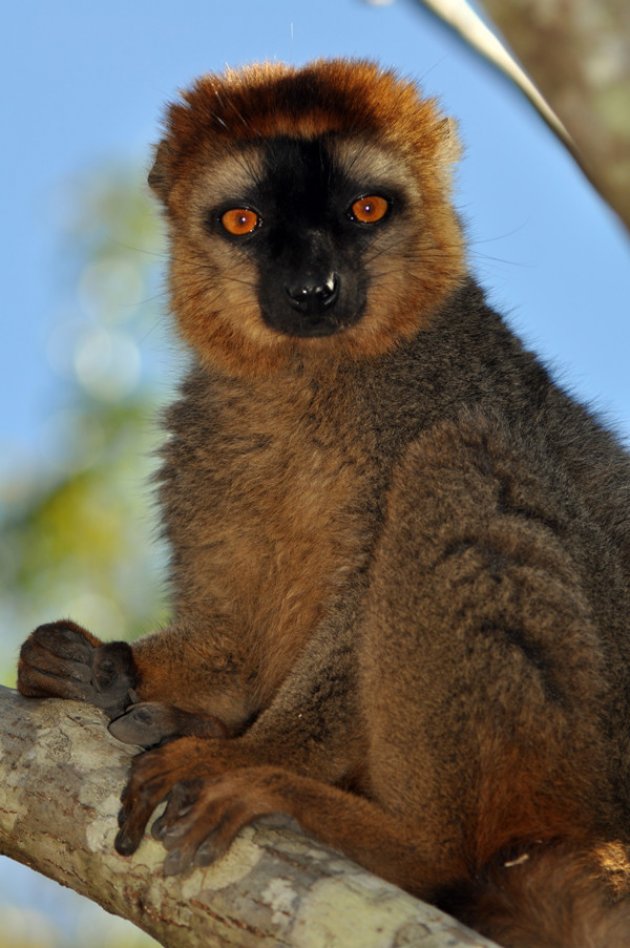 Bruine Lemur