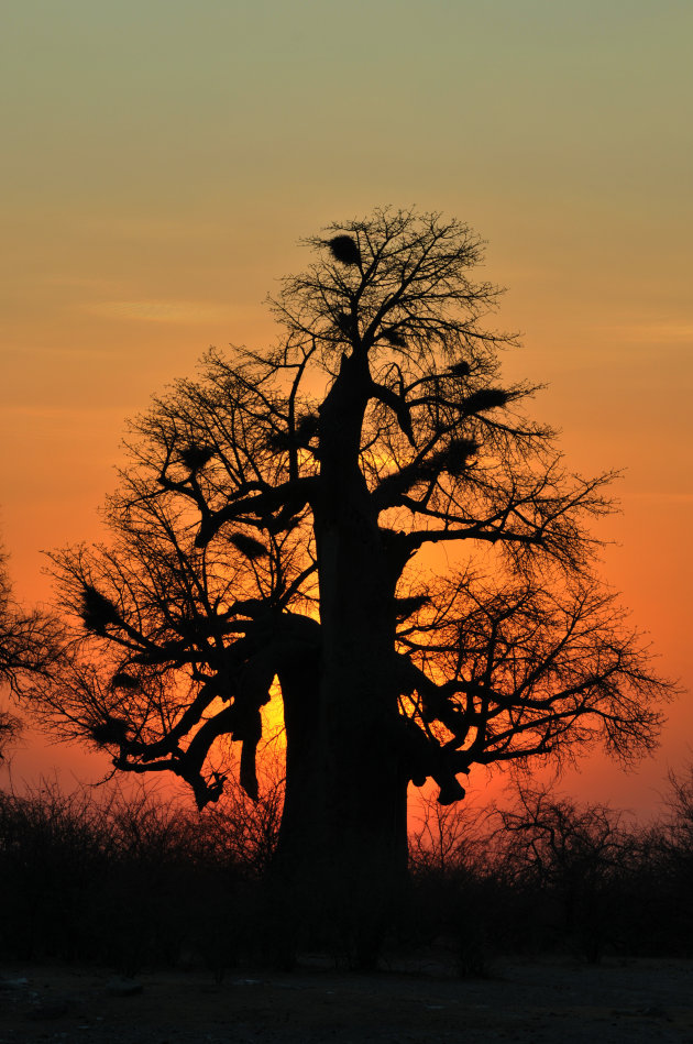 Silhouet van Baobab