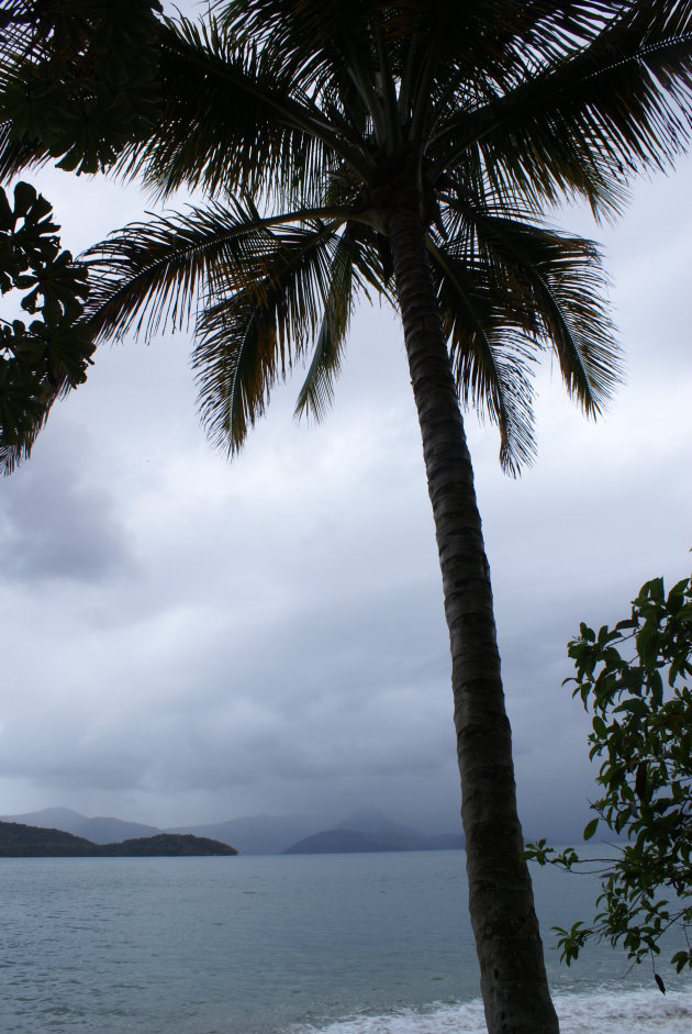 Palmboompje aan de kust van Iha Grande