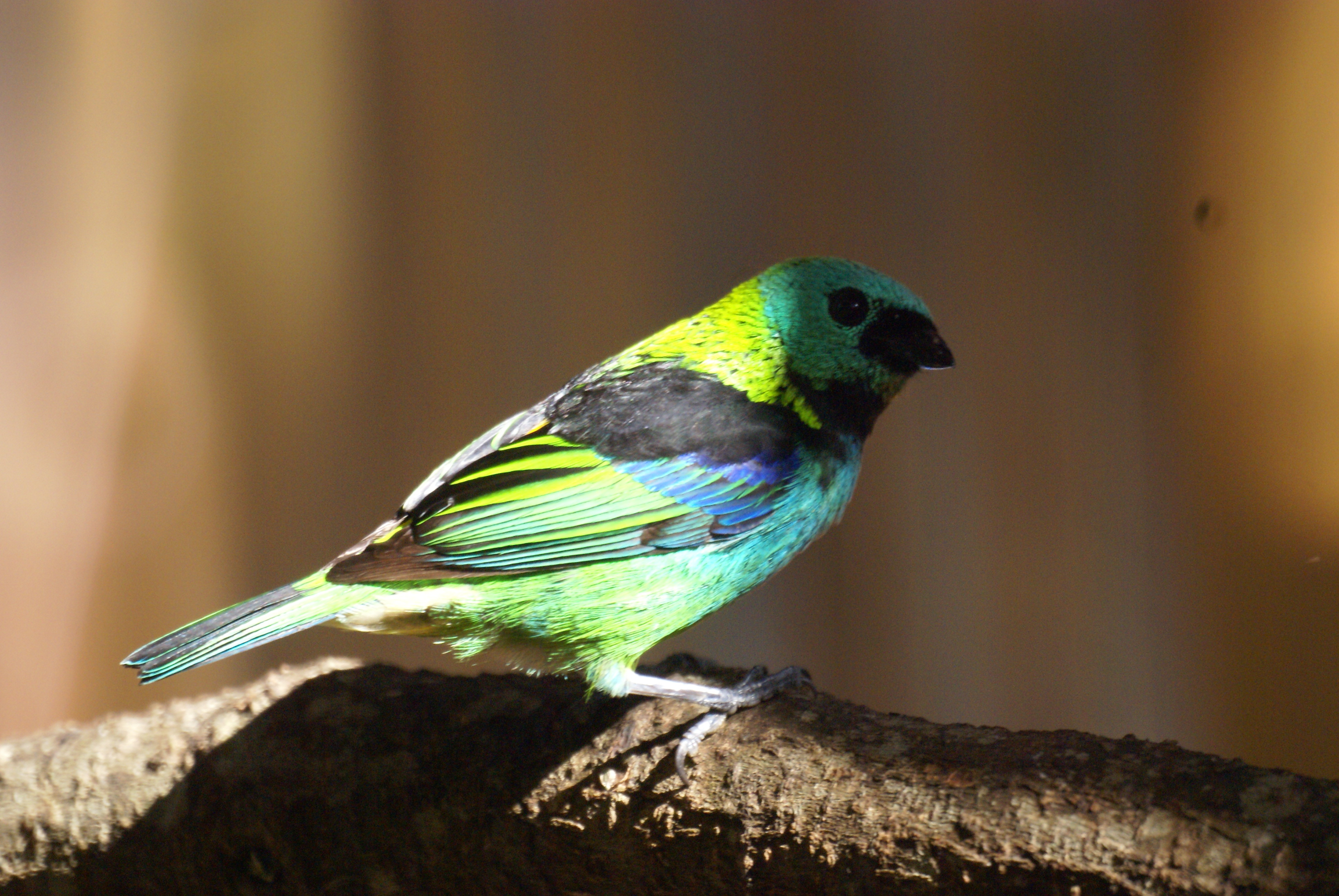 Bungalow Geschatte kunst Een groen,geel, zwart, blauw vogeltje te Ilhabela in Zuid Brazilie |  Columbus Travel