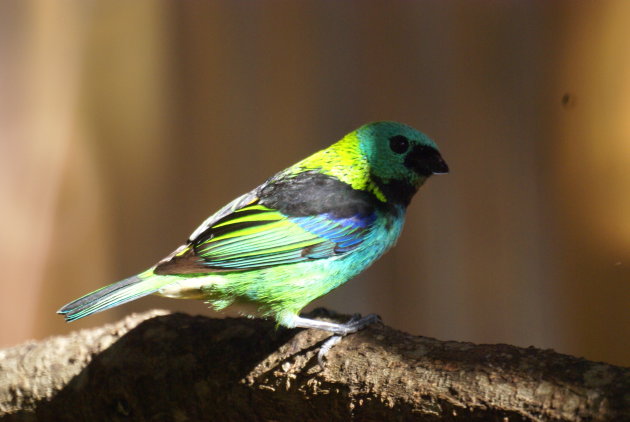 Een groen,geel, zwart, blauw vogeltje te Ilhabela