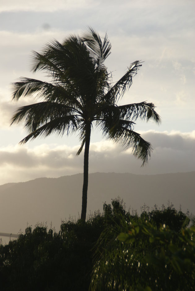 Palmboom met op de achtergrond het oerwoud.