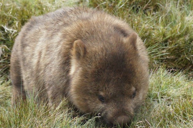 Wombat in Cradle Mountain NP