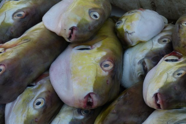 Vissen te koop op de vismarkt in Dakar