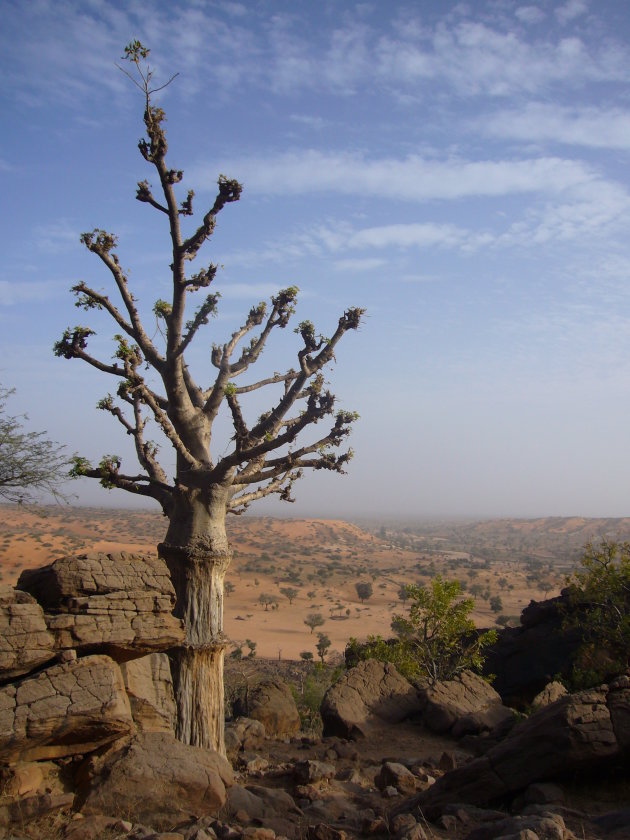 baobab aan de rand van de falaise
